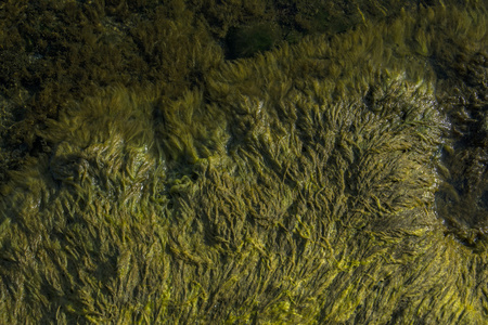 绿海藻低潮塞文湖亚美尼亚图片