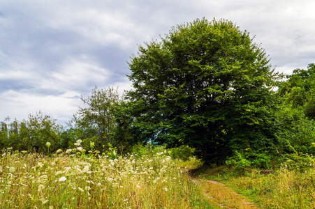 大树生长全过程图片-大树生长全过程素材-大树生长全过程插画-摄图新