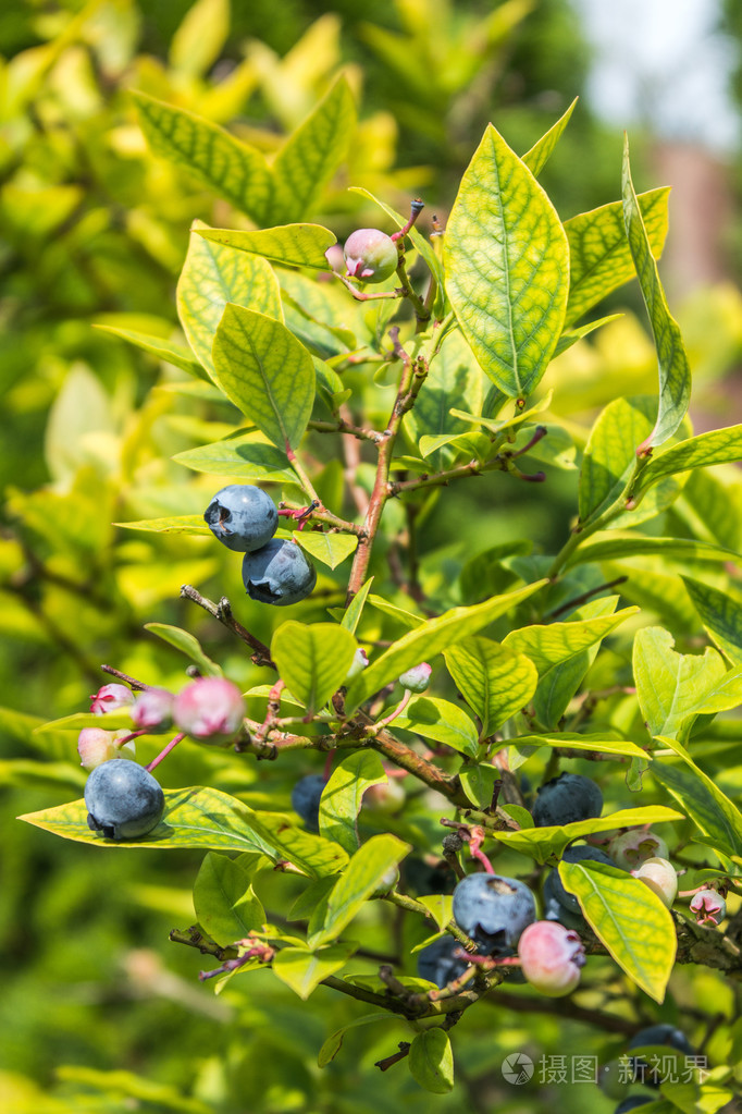 新鲜的蓝莓树