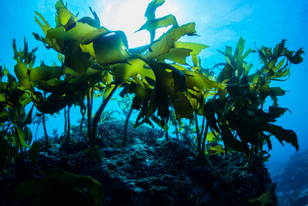海藻森林图片