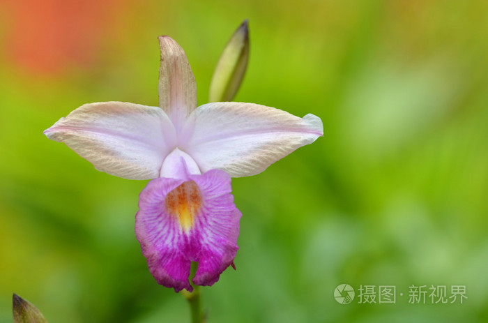 美丽的紫色兰花，蝴蝶兰