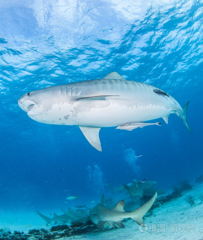 虎鲨在巴哈马照片-正版商用图片1pfunv-摄图新视界