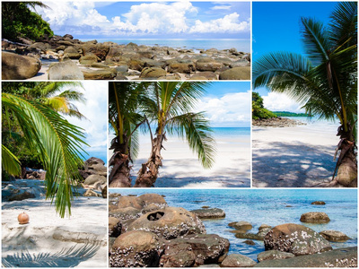 热带海滩与棕榈图片拼贴图片