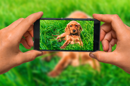 用手机拍英国公鸡猎犬的照片图片