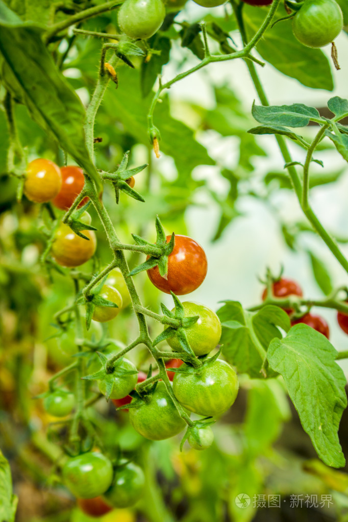 成熟的西红柿生长在茎上