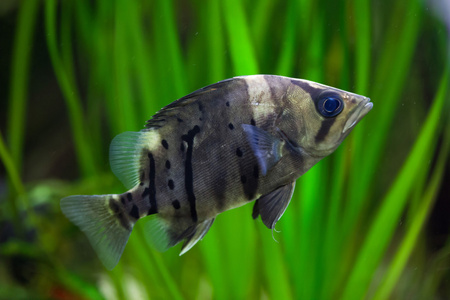 datmoid印度尼西亚小虎鱼照片