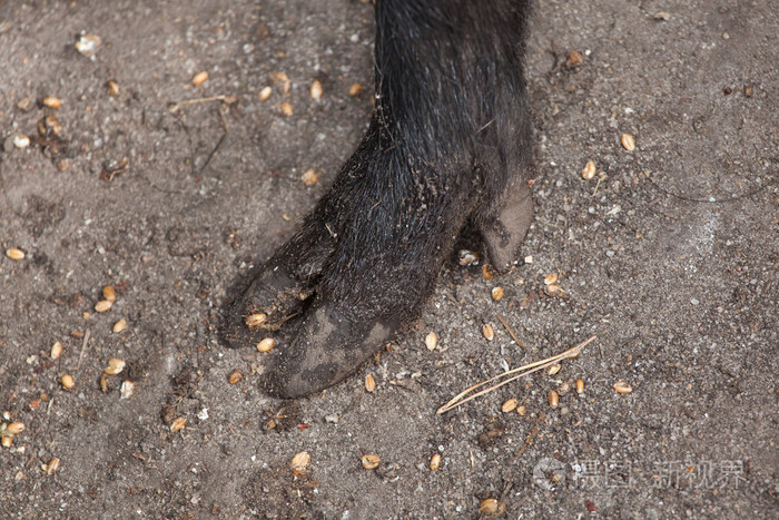 野猪野猪蹄