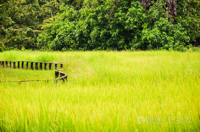 柬埔寨农村，暹粒，稻田