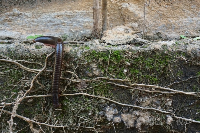 大 6000*4000px发票合同问题/动物生物昆虫查看作者其他作品查看更多