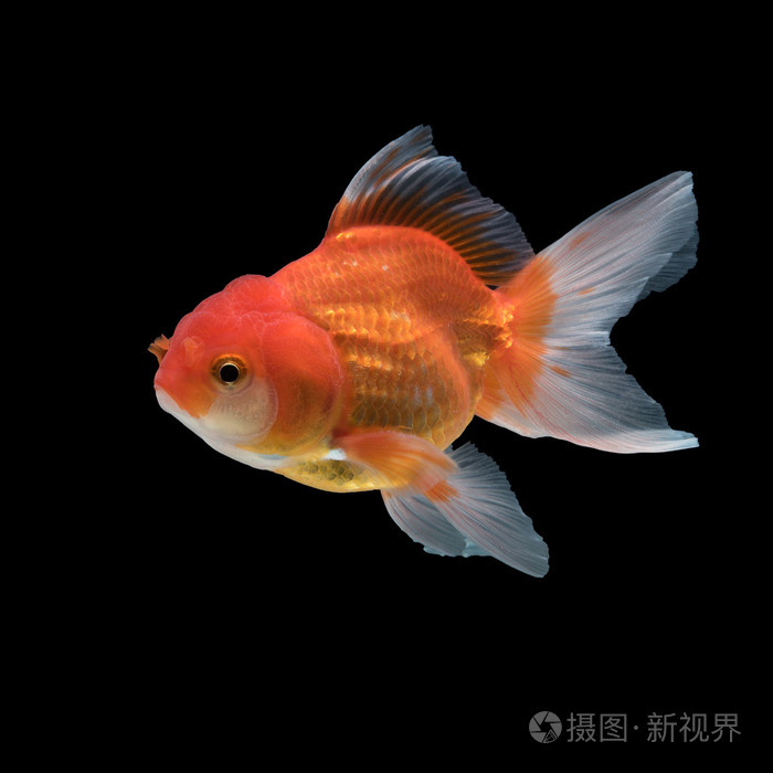 孤立在黑色背景上的黄金鱼