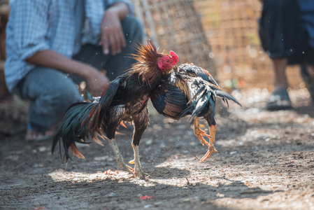 泰国的公鸡基肯战斗照片