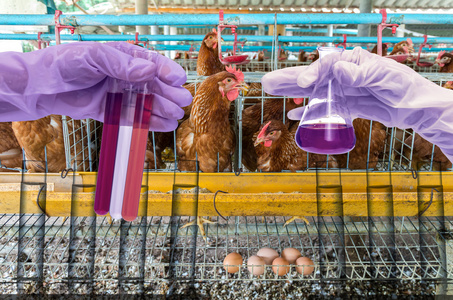 鸡蛋鸡农场与化学实验室图片