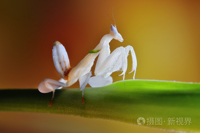 hymenopus 锈病宏,惊人的兰花螳螂子意象若虫照片-正版