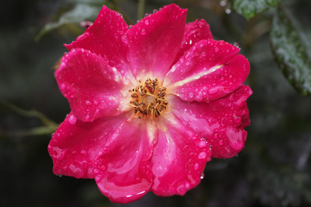 缤纷玫瑰雨雨后红野玫瑰, 从上面特写镜头照片