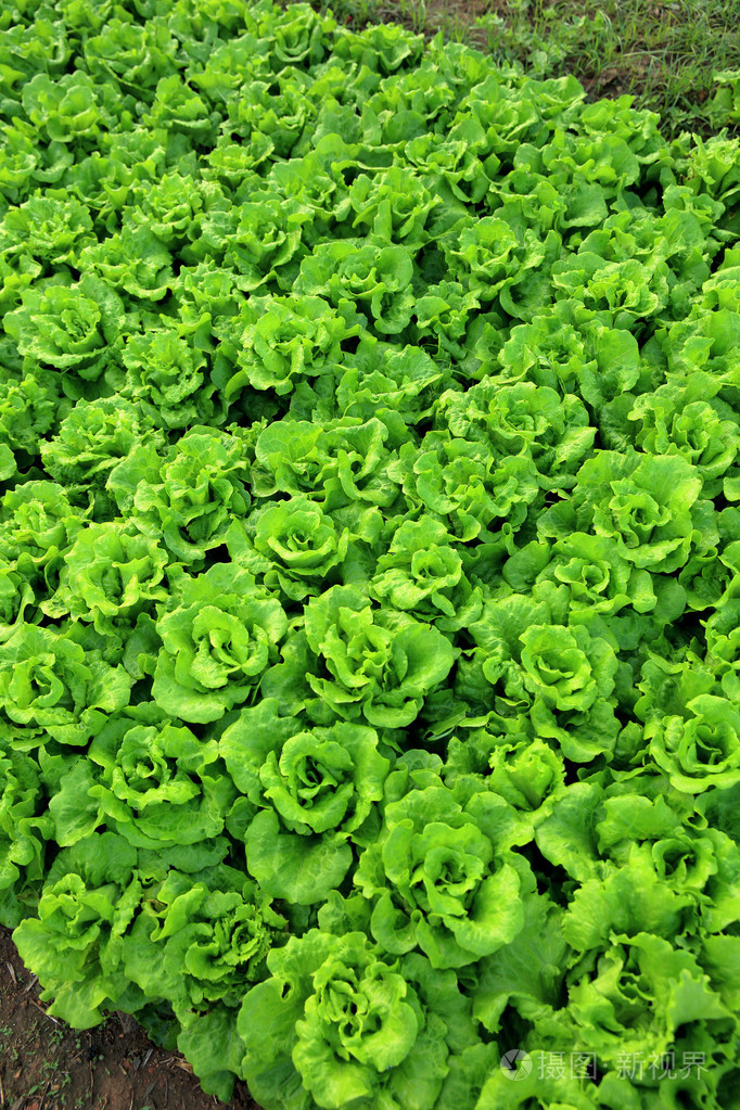 绿色的莴苣作物在生长