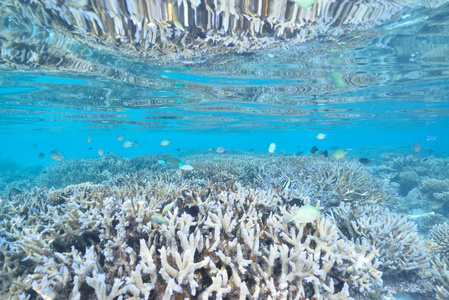 大海或海洋水下珊瑚礁图片