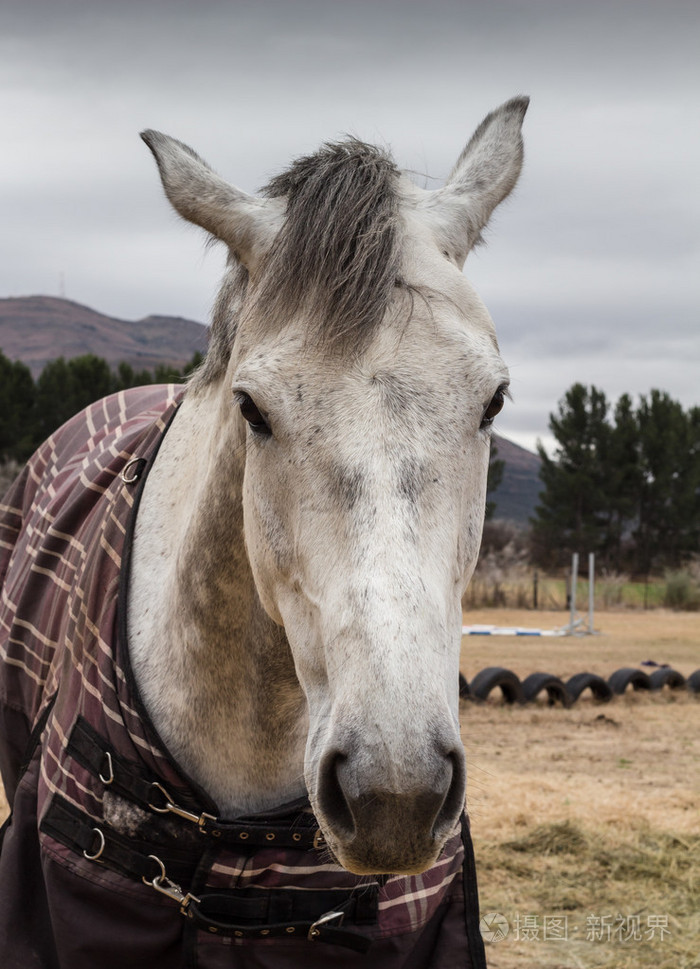 白色的马脸上冷沉闷的一天的肖像