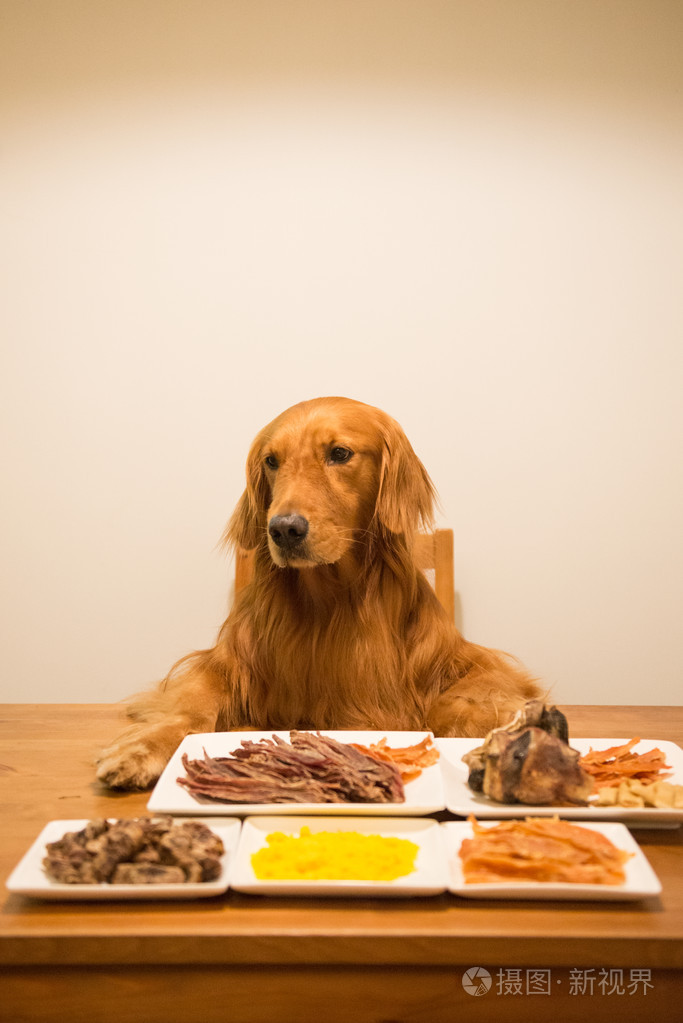 金毛猎犬在桌旁吃饭
