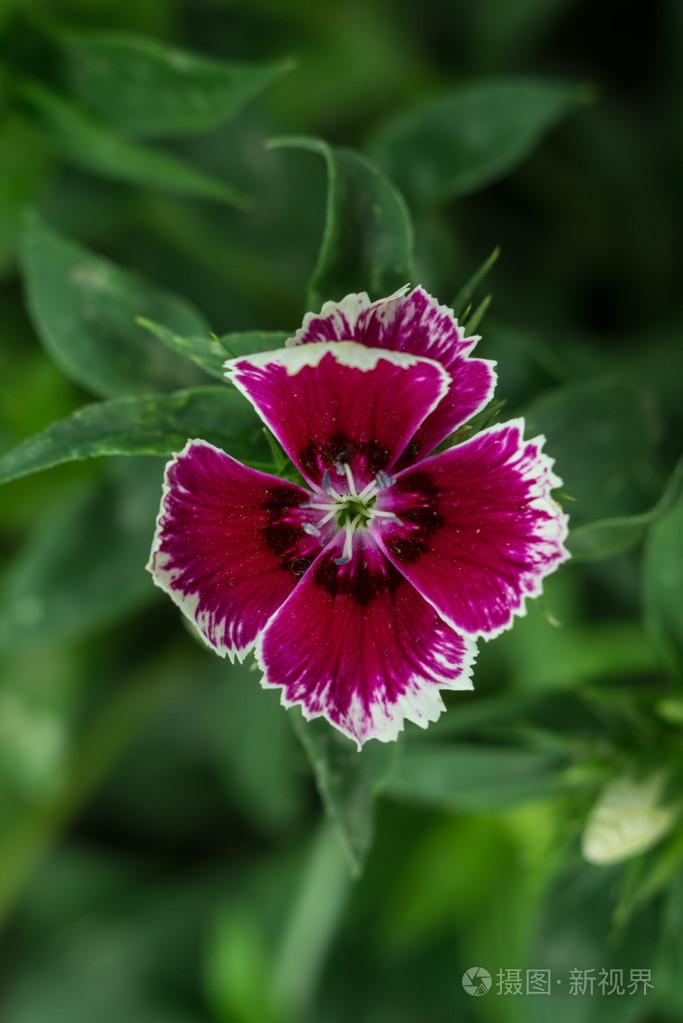 宏观花土耳其康乃馨自然壁纸