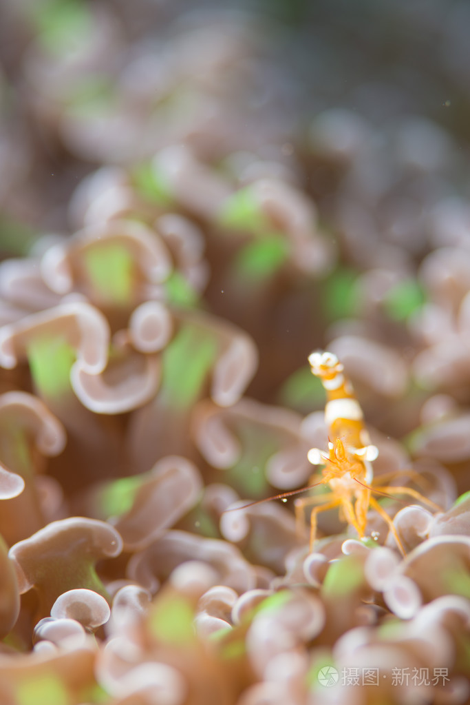 在海葵上性感虾