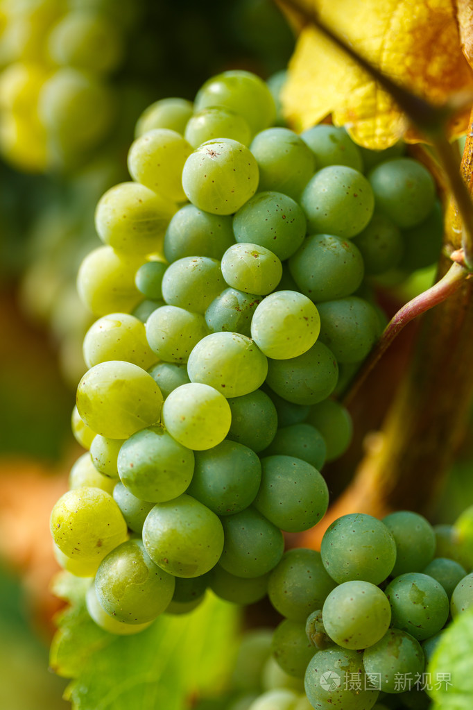 霞多丽白葡萄成熟