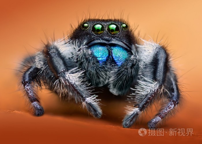 phidippus奥达宏跳毒蜘蛛