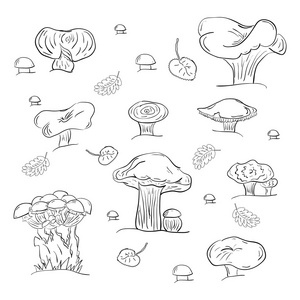 名贵稀有黑松露菇名贵稀有黑松露菇托盘与松乳菇或红花奶帽鲁弗斯松乳