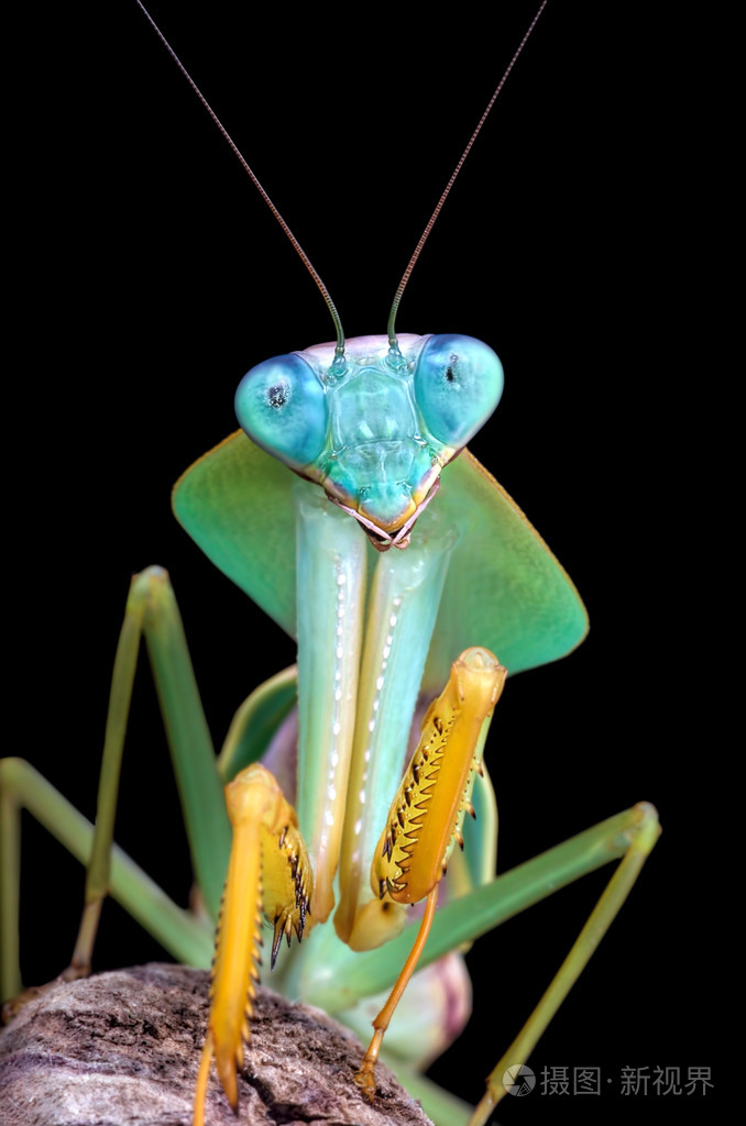 rhomboderasp螳螂在黑色背景上