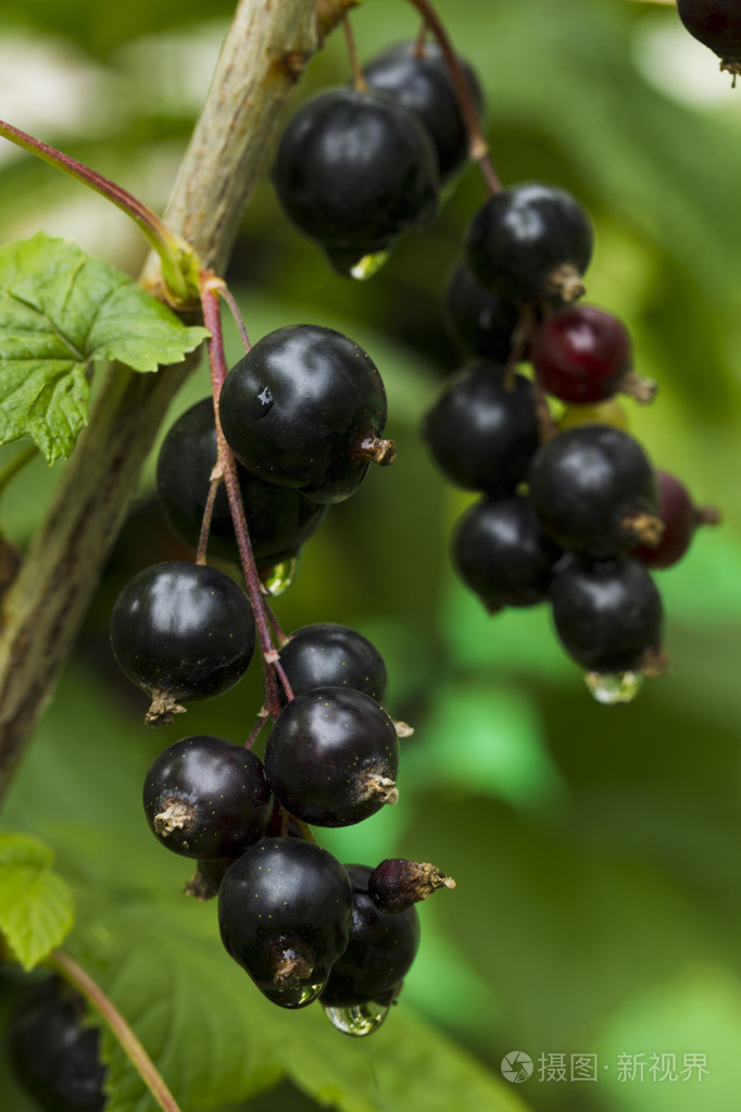 黑穗醋栗与雨滴的浆果