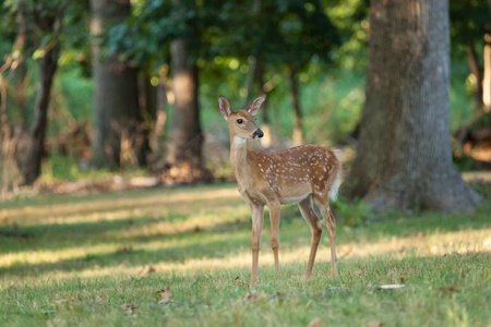 吃团子小鹿图片