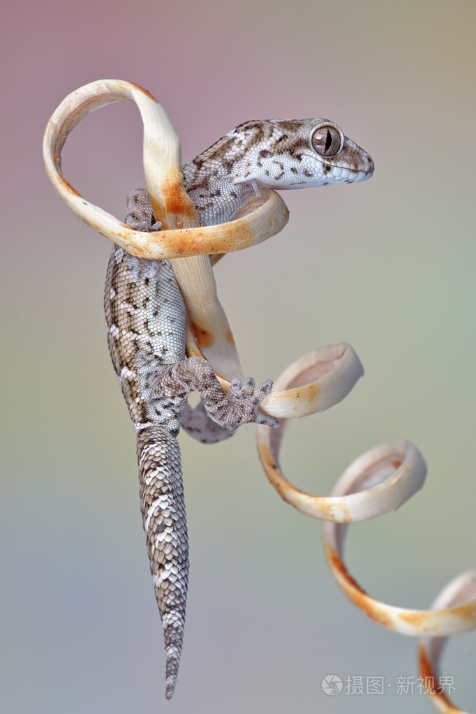 蝰蛇壁虎狩猎宏照片-正版商用图片1phbrn-摄图新视界