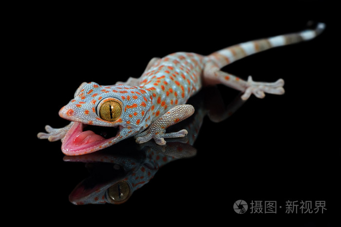 以壁虎可怕在黑色背景上的宏