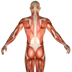 3d 人体解剖躯干背部肌肉照片