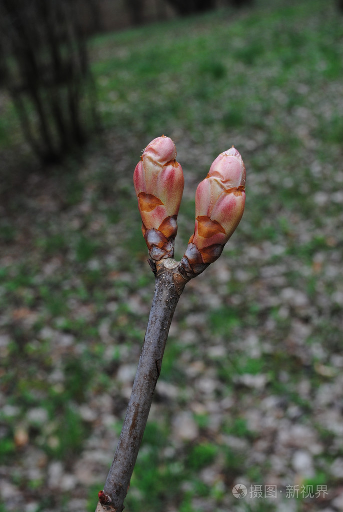在春天的树芽欧洲森林