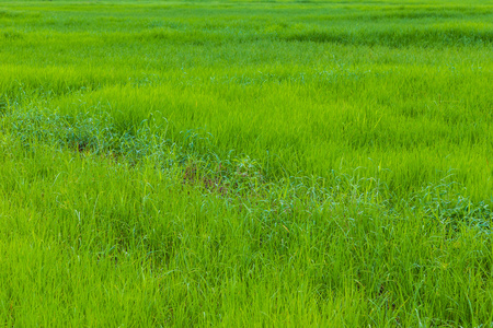 绿色稻田农业产业背景图片