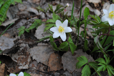 初春盛开的花素材图片 初春盛开的花图片素材下载 摄图新视界 初春盛开的花素材图片 初春盛开的花图片素材下载 摄图新视界