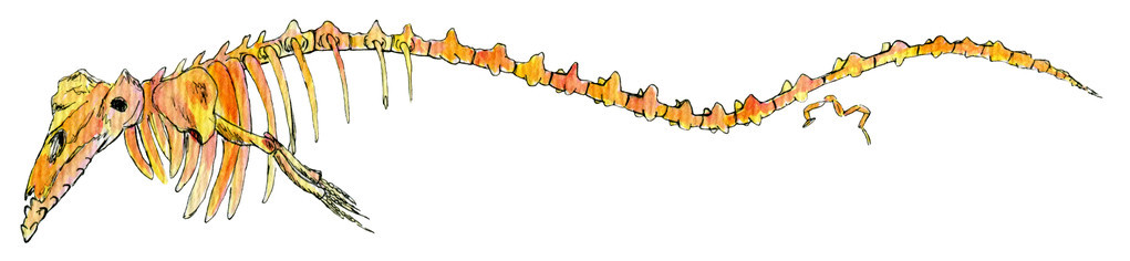 鲸鱼的恐龙骨架水彩绘图图片