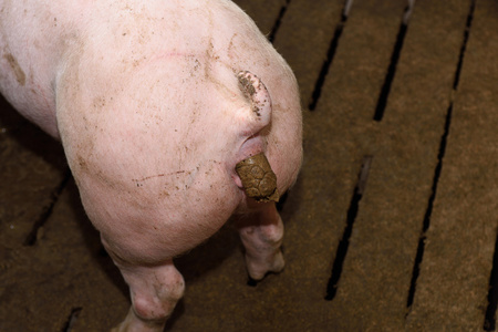 猪排泄物和污染照片