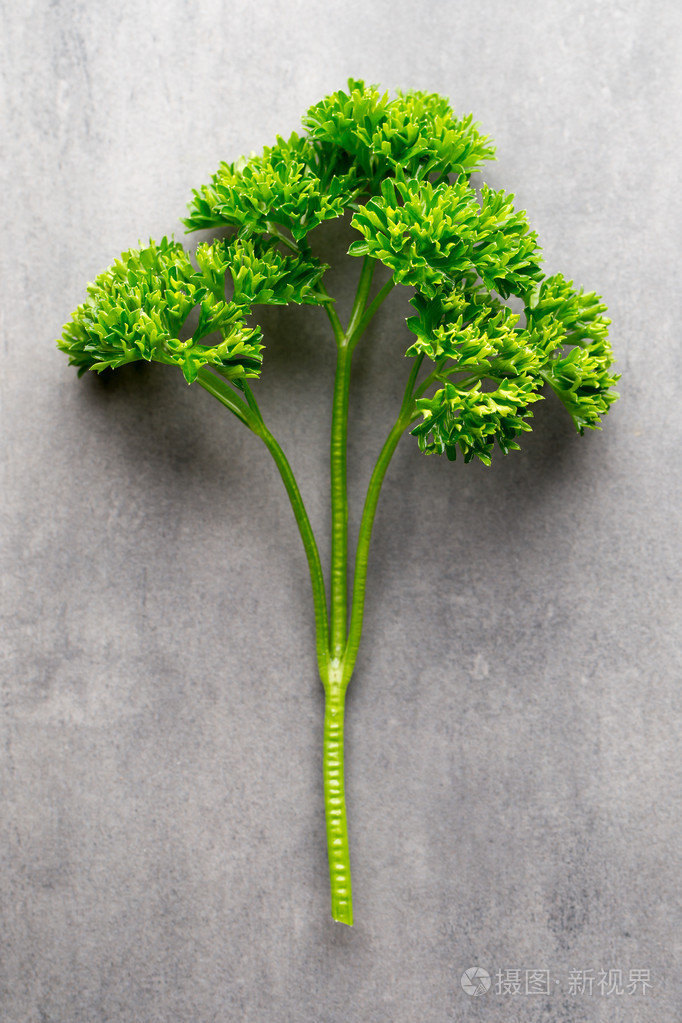 灰色的表面上绑的新鲜欧芹