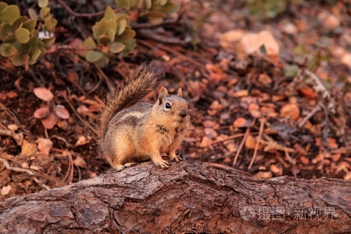 金色的鬃毛的松鼠