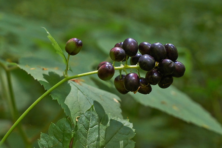 珍稀植物类叶升麻兰香图片