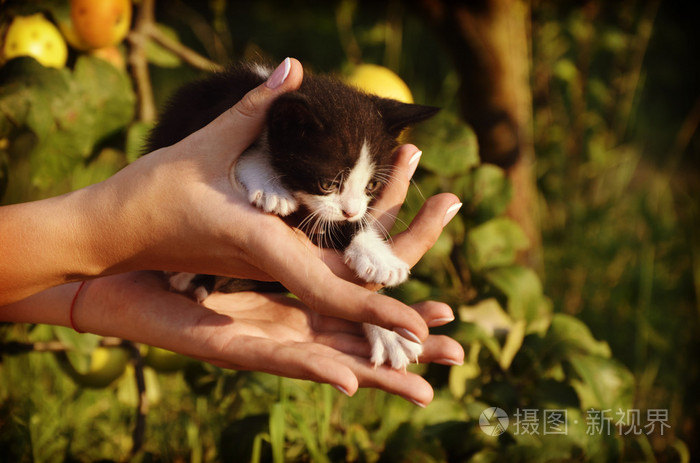 可爱的小猫坐在女性手