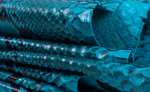 爬行动物爬行动物皮革图片