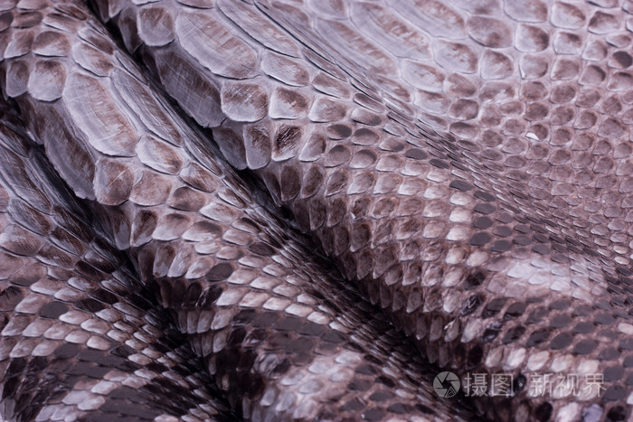 巨蟒蛇皮皮革背景, 蛇皮, 纹理, 动物, 爬行动物