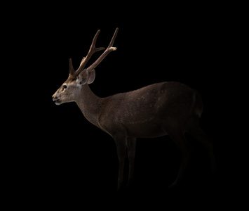 豚鹿在黑暗中照片