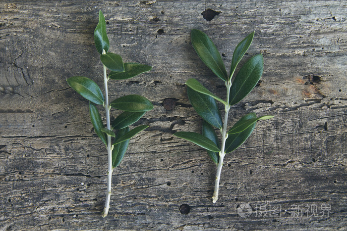 木上的绿色橄榄枝