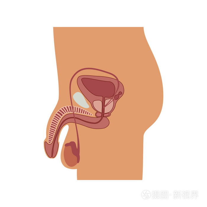 男性生殖器官的矢量图