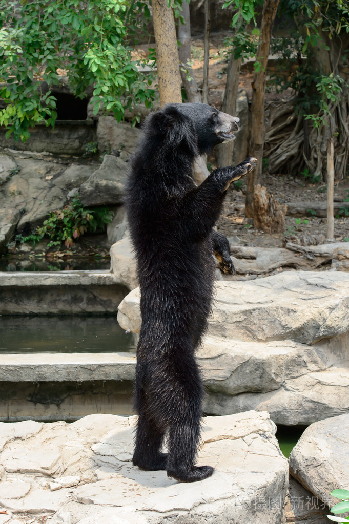 亚洲黑熊在孔敬孔敬动物园照片-正版商用图片1pilna-摄图新视界