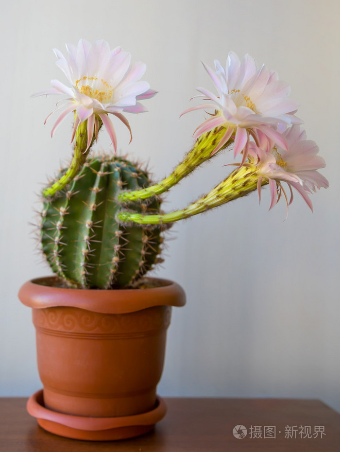 开花的仙人掌在家里