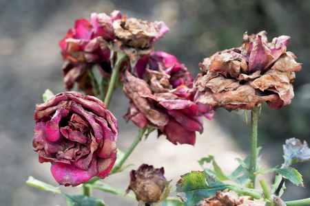 枯萎的玫瑰的花照片